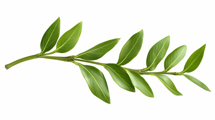 Fototapeta premium Green plant sprig, leaves, isolated, white background, nature design