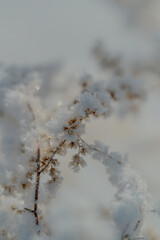 snow covered branches