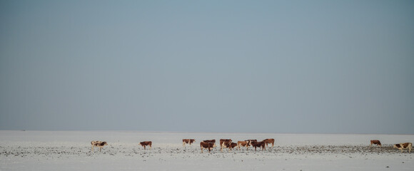 The snow - covered Hulunbuir Prairie and several cows
