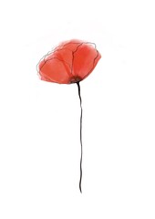 Poppy flower in watercolor. Isolated on white background. Illustration