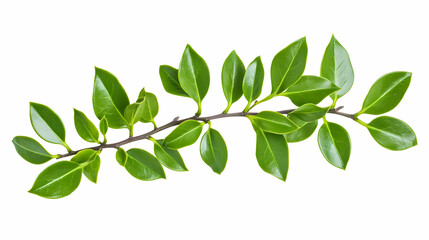 Naklejka premium Lush green branch with leaves, isolated on white, nature backdrop, ideal for design