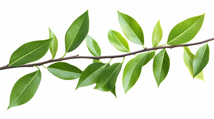 Lush green branch with vibrant leaves, isolated on white, perfect for nature designs