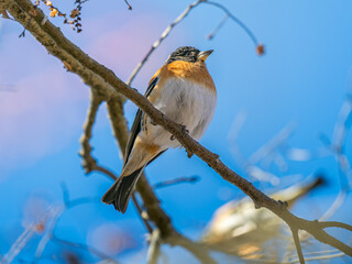 枝にとまるアトリ