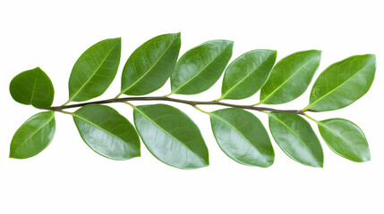 Lush green leaves branch isolated on white background; perfect for design elements, nature themes, or eco-friendly concepts