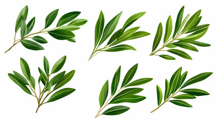 Fototapeta premium Lush green olive branches collection, isolated on white background, for design and decoration