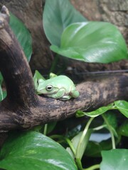 green tree frog