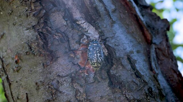 Adult polyphylla fullo beetle in the garden. Pest control of agricultural crops.