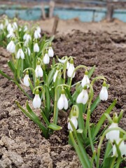snowdrop flowers in the garden