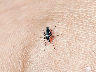 Aedes mosquito sucking blood on human skin, blurred natural background.
