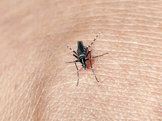 Aedes mosquito sucking blood on human skin, blurred natural background.