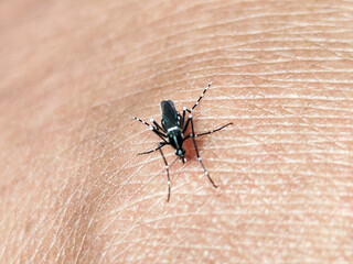 Aedes mosquito sucking blood on human skin, blurred natural background.