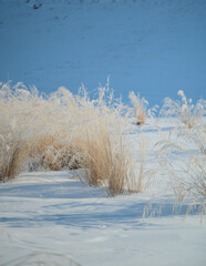 snow covered branches 