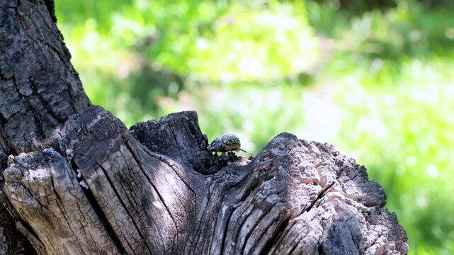 Adult polyphylla fullo beetle in the garden. Pest control of agricultural crops.
