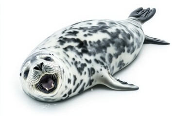 Obraz premium Leopard seal resting on ice with open mouth and sharp teeth