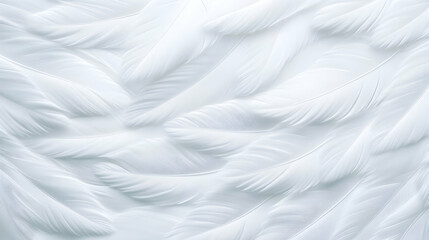 Obraz premium Soft white feathers texture background; design element
