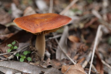 Bright Flammulina velutipes mushrooms in the forest