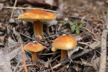 Bright Flammulina velutipes mushrooms in the forest