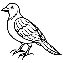 illustration of a bird vector illustrator