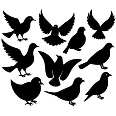 collection of birds