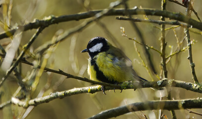 Great tit on a branch, great tit hiding between thin branches, great tit surrounded by yellow colours, plumage still wet from bathing, sweet songbird on a tree with yellow-black plumage