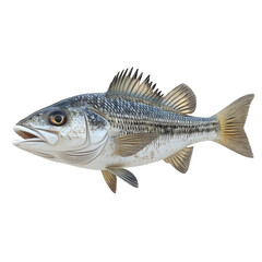 Fototapeta premium fish isolated on white background