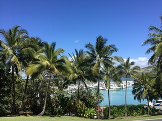 A stunning tropical marina view in Australia, framed by lush palm trees and a vibrant blue sky. The peaceful waterfront setting is ideal for relaxation and travel.