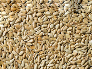 Pattern of  roasted sunflower seeds, close up
