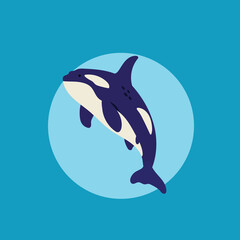 Cute orka vector illustration on blue water background © Ofi Asnitia