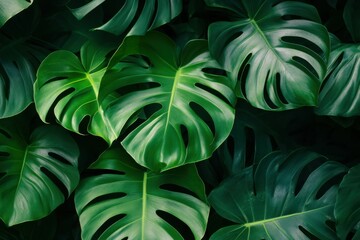 Monstera Leaves Foliage Background