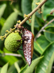 Tessaratoma papillosa, the giant lychee stink bug, is a species of insect in the family Tessaratomidae. Tessaratoma papillosa alights on longan fruit.
