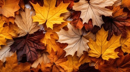 Fototapeta premium Vibrant Autumn Leaves Displaying Chaos of Colors in a Top View Perspective Perfect for Fall Backgrounds and Seasonal Projects
