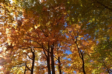 A maple grove in the fall, Sainte-Apolline, Québec, Canada