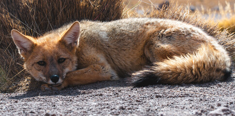 Andean fox laying in the bushes