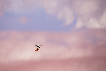 Flamingo flying low over a pink lake