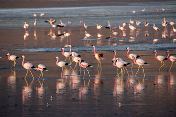 Fototapeta premium Flock of flamingoes in the morning light