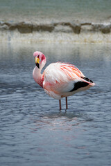 Close up view of a James flamingo