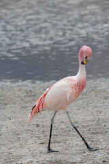 James flamingo scratching his neck while walking
