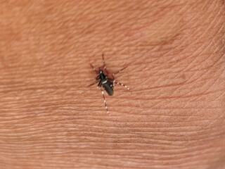 Aedes mosquito sucking blood on human skin, blurred natural background.