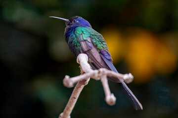 Hummingbird