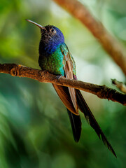 Hummingbird