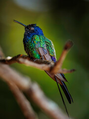 Hummingbird