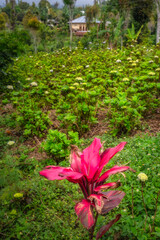 A bright Cordyline Fruticosa flower stands out against lush greenery, contrasting beautifully with a charming house in the distance, showcasing natures rich beauty, Bali, Indonesia