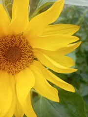 Close-up of bright yellow sunflower with detailed center and fresh green leaves in background