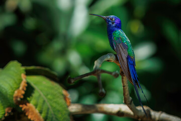 Hummingbird