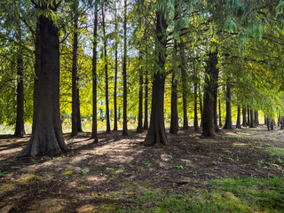 Obraz premium Tranquil Forest Pathway Surrounded by Lush Greenery and Tall Trees