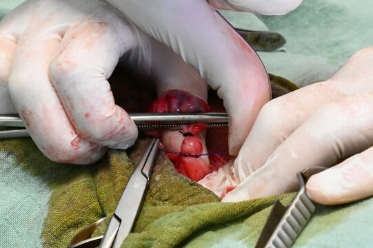 suture vasculaire lors d'une ovariectomie chez une chienne
