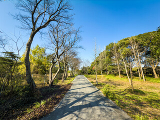 Peaceful Pathway Through a Tranquil Nature Landscape