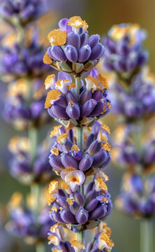 lavender lavenders by kathy hager