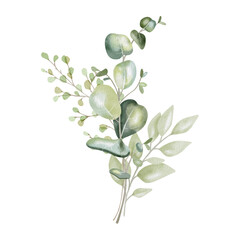 Hand-drawn watercolor illustration of elegant eucalyptus branches with lush, aromatic leaves. Perfect for wedding invitations, botanical prints, minimalist home decor, romantic greeting cards.
