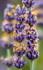 lavender lavenders by kathy hager